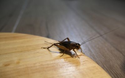 Cricket Prevention in Mckinney, TX