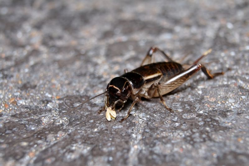 Cricket Removal Service in New Braunfels, TX