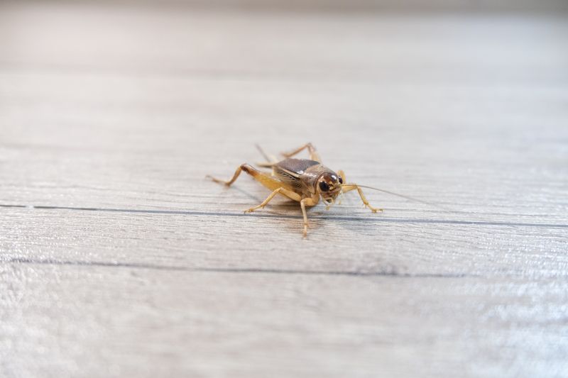 Cricket Removal Service in Rockwall, TX