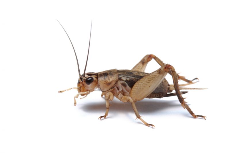 Cricket Removal Service in Rockwall, TX