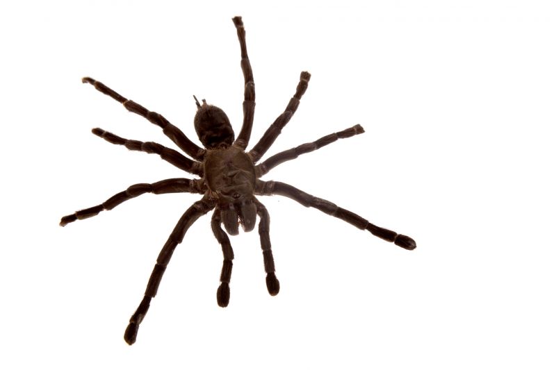 Cross Spider Extermination in Rockwall, TX