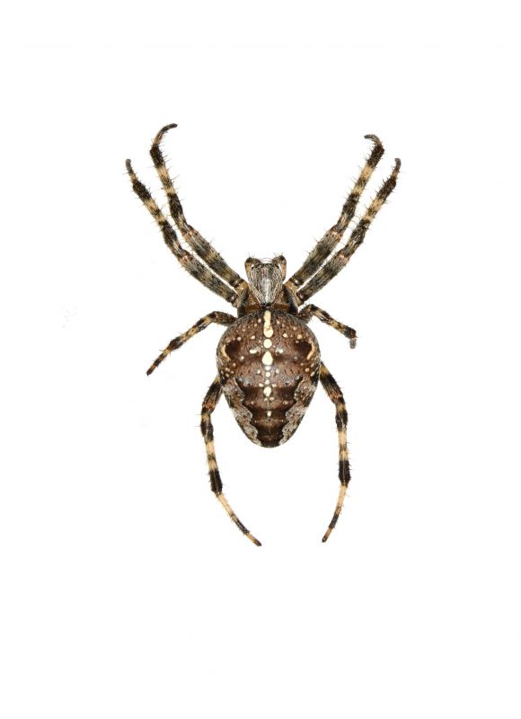 Cross Spider Extermination in Katy, TX