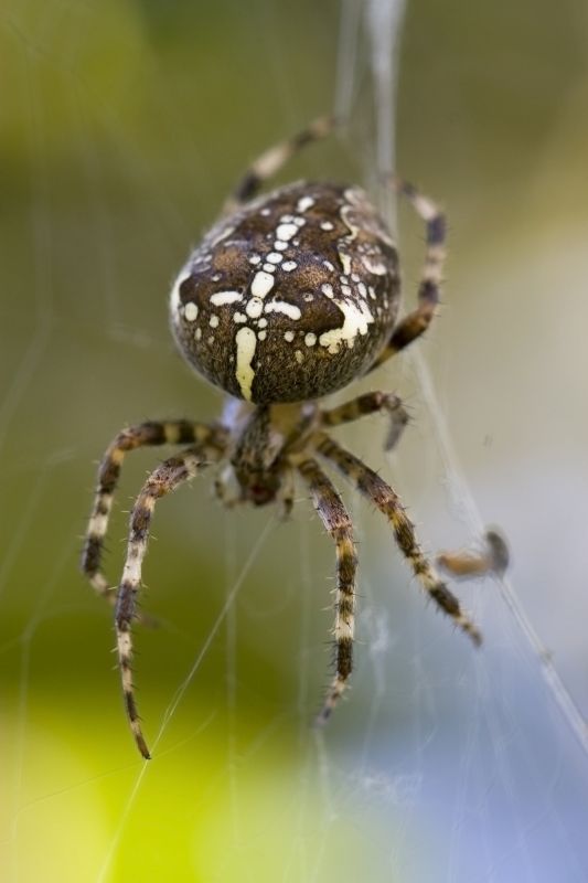 Cross Spider Extermination in Frisco, TX