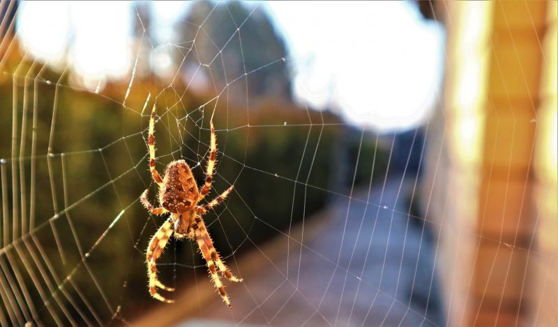 Cross Spider Extermination in Fort Worth, TX