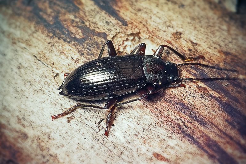Earwig Extermination in Frisco, TX