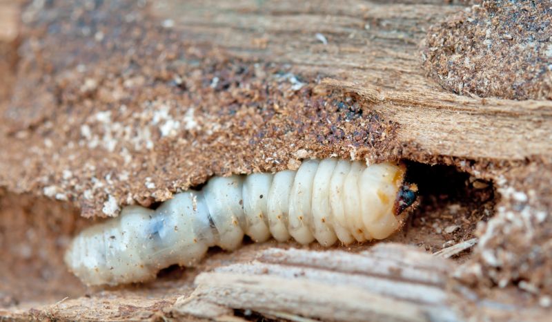 Earwig Extermination in Katy, TX