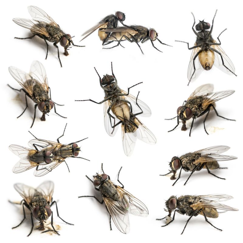 Fly Control Service in Denton, TX