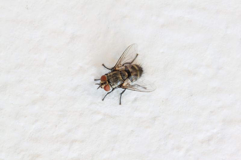 Fly Extermination in Fort Worth, TX