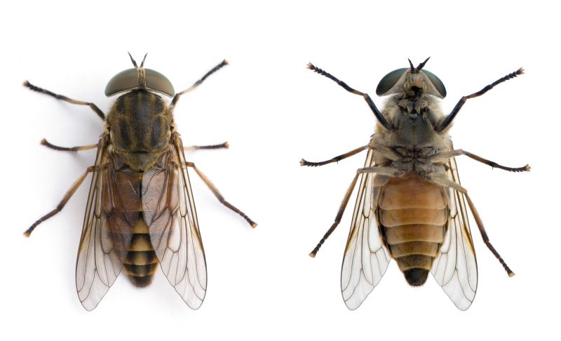 Fly Extermination in Katy, TX