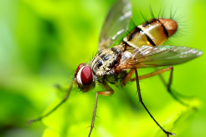 Fly Infestation Extermination in Denton, TX