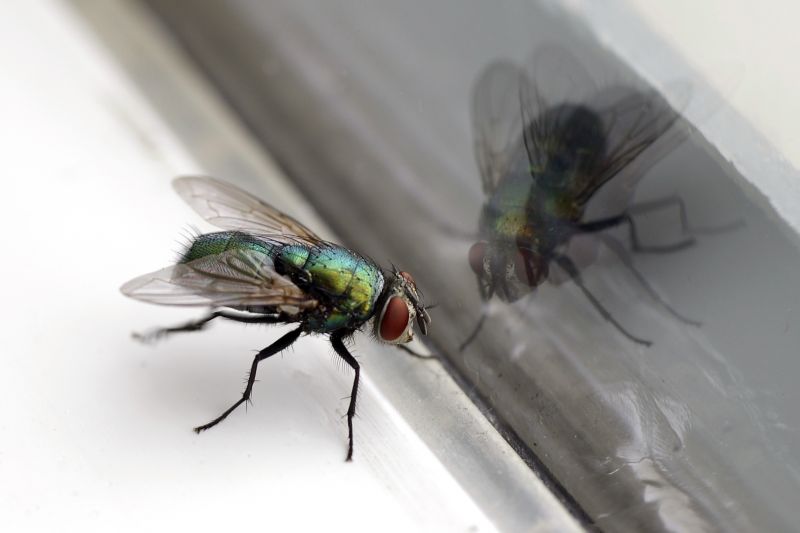 Fly Pest Control in Denton, TX