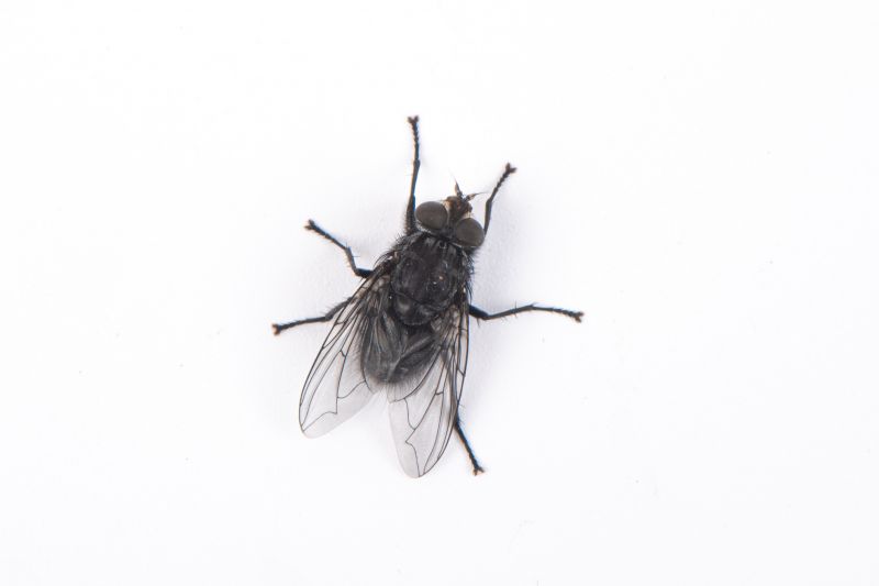 Fly Pest Control in Fort Worth, TX