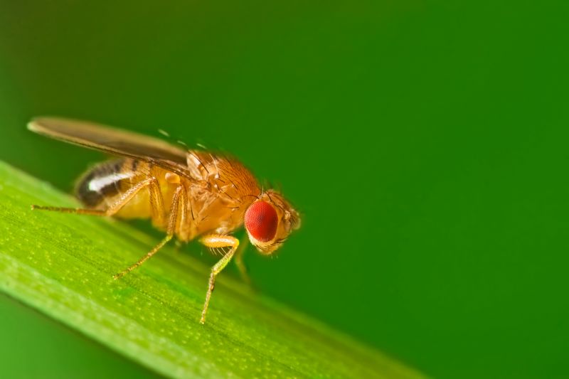Fruit Fly Extermination in Rockwall, TX
