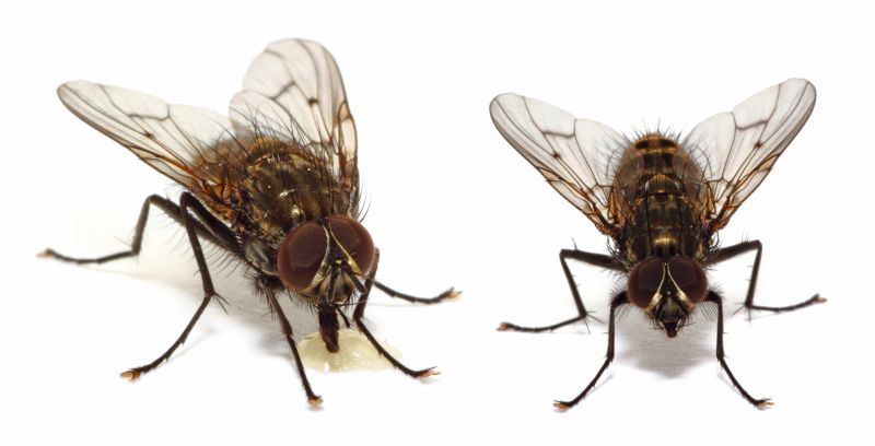 Fruit Fly Extermination in Arlington, TX