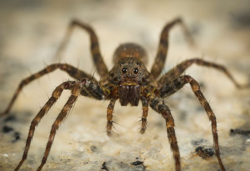 Hobo Spider Extermination in Fort Worth, TX
