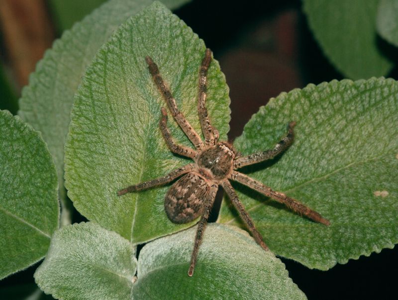 Huntsman Spider Extermination in New Braunfels, TX
