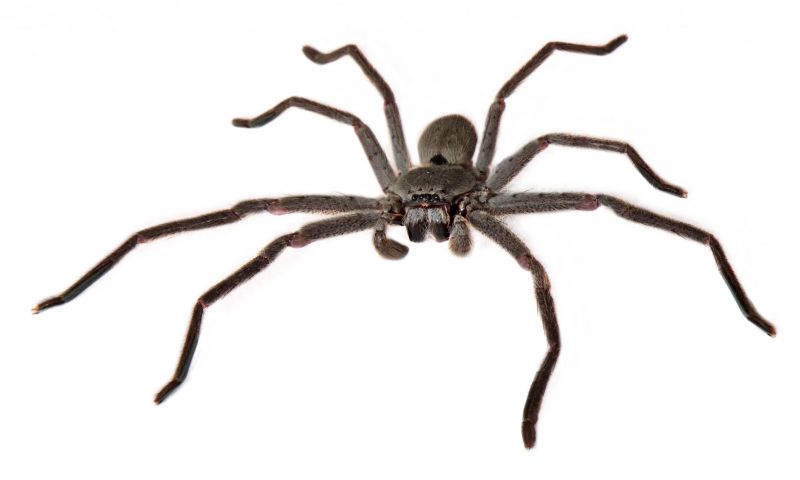 Huntsman Spider Extermination in Rockwall, TX