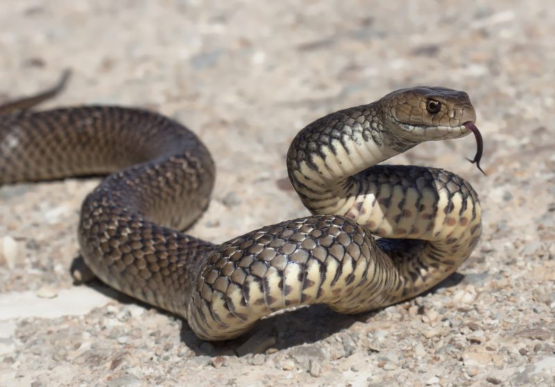Identifying Dangerous Snakes On Residential Properties