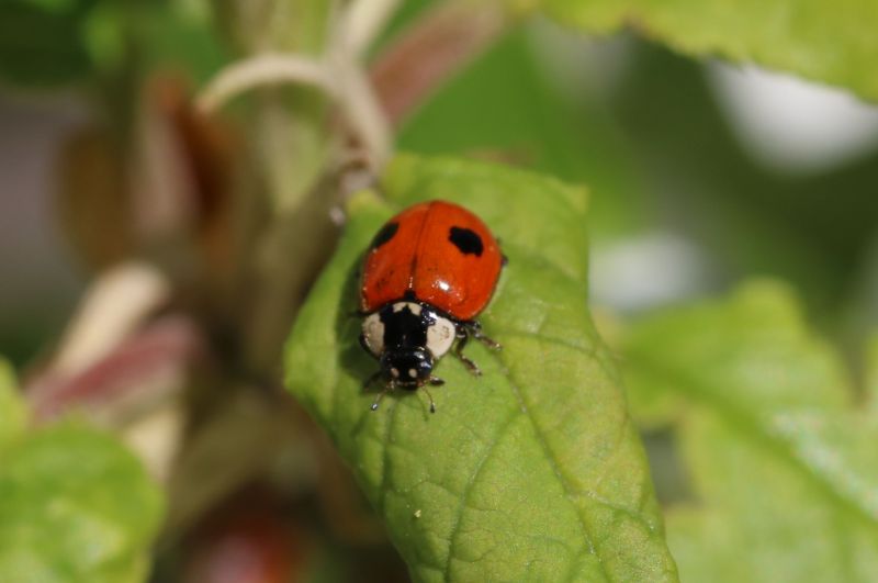 Ladybug Removal in Arlington, TX