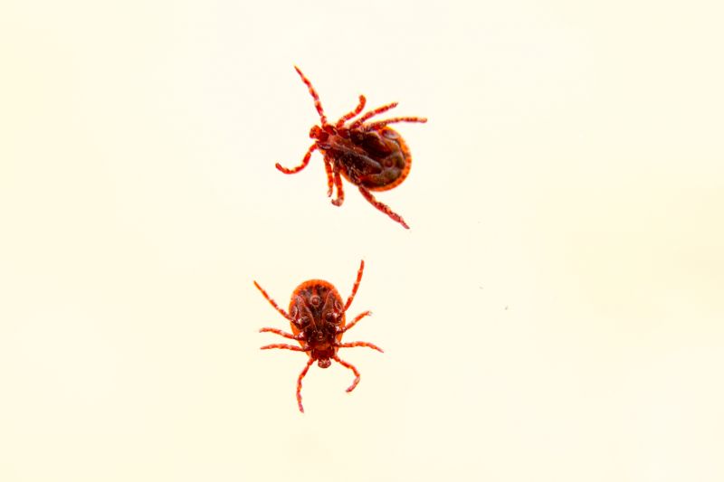 Mites Extermination in Frisco, TX