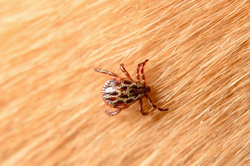Mites Extermination in Arlington, TX