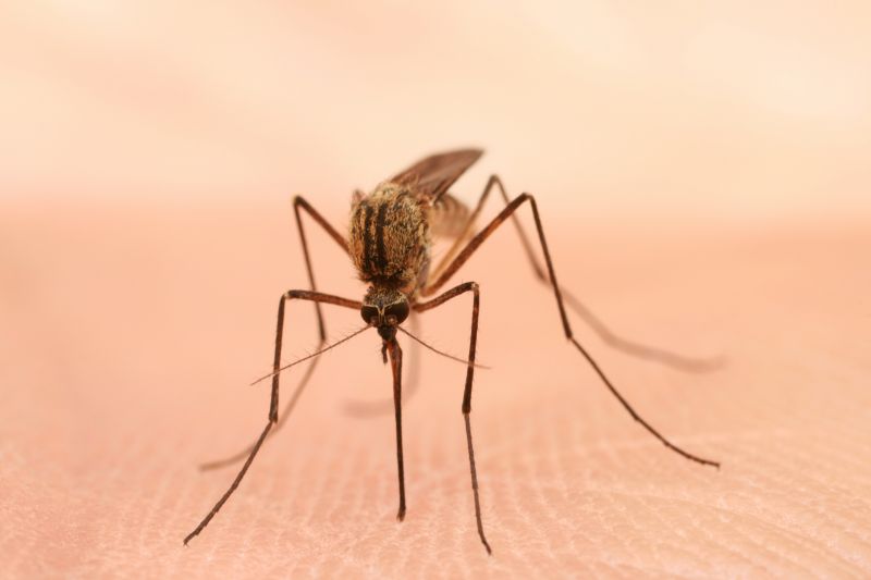 Mosquito Control Service in Katy, TX