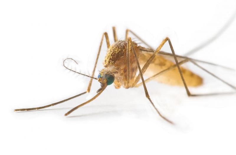 Mosquitoes Pest Control in Katy, TX