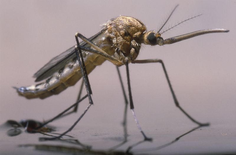 Mosquitoes Pest Control in Arlington, TX