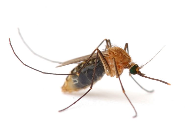 Mosquitoes Pest Control in Fort Worth, TX