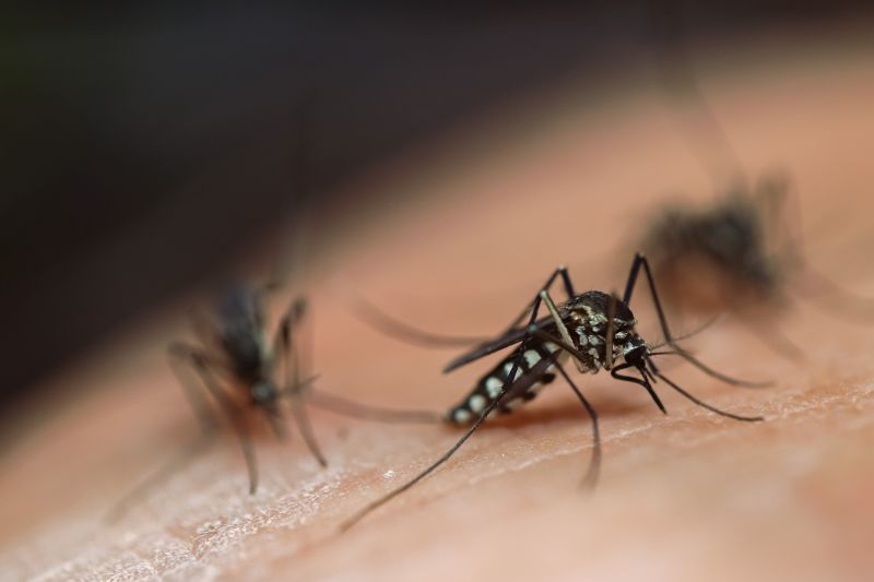 Mosquitoes Pest Control in Fort Worth, TX