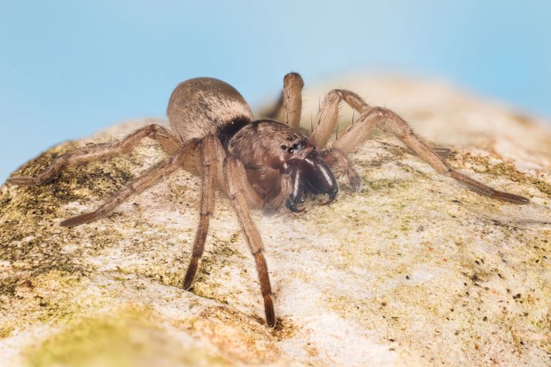 Mouse Spider Extermination in Katy, TX