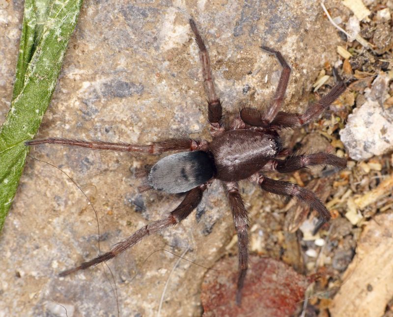 Mouse Spider Extermination in Denton, TX