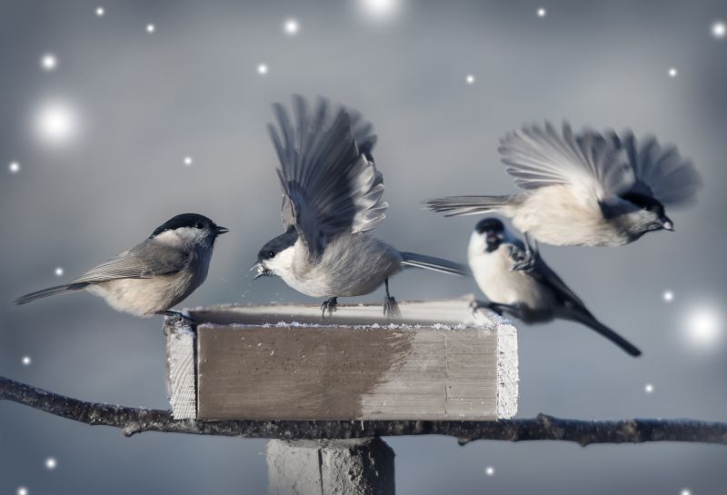 Preventing Future Wildlife Intrusions After Professional Removal