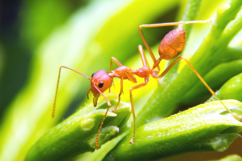 Red Ant Extermination in Fort Worth, TX