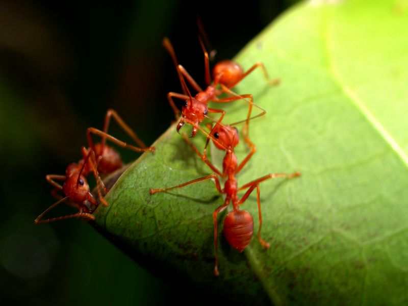 Red Ant Extermination in Fort Worth, TX