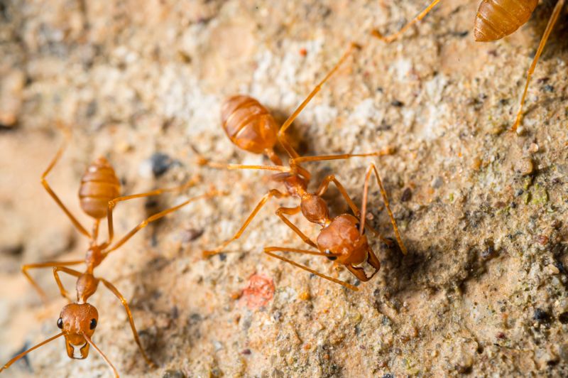 Red Ant Extermination in Katy, TX