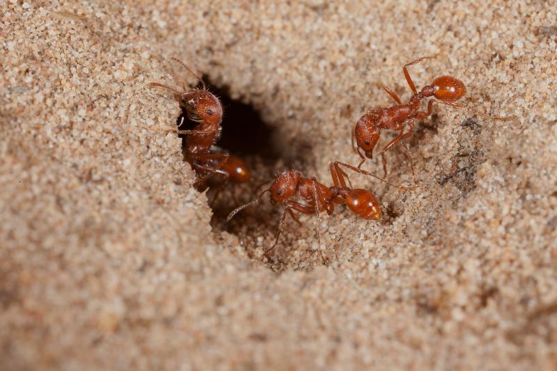 Red Ant Extermination in Rockwall, TX