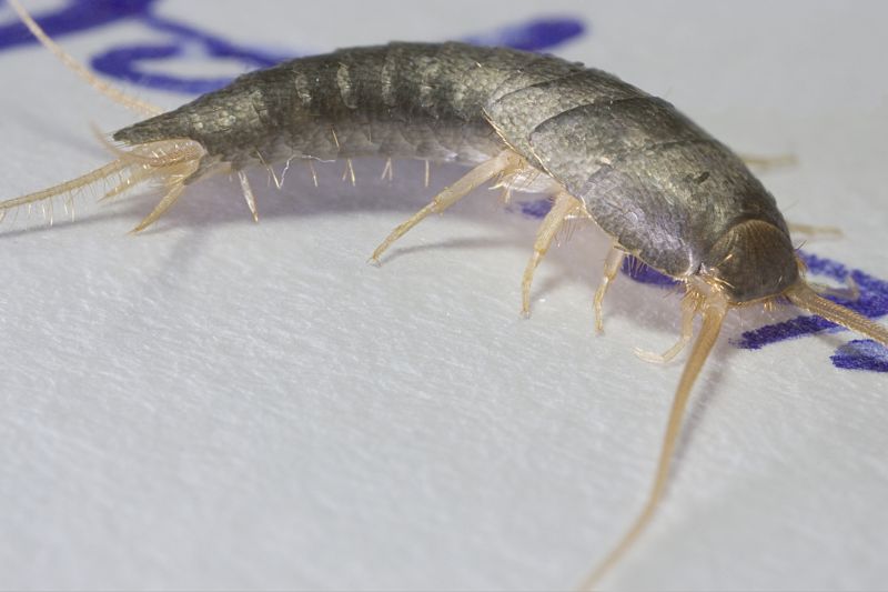 Silverfish Extermination in Frisco, TX