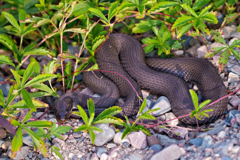 Snake Sightings In Yards: What They Mean For Homeowners