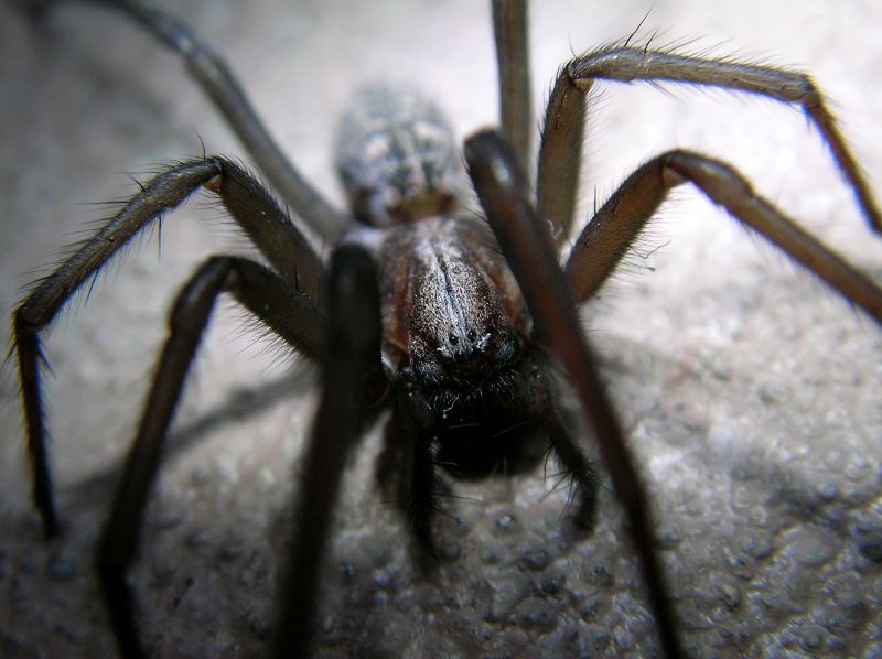 Spider Extermination Service in New Braunfels, TX