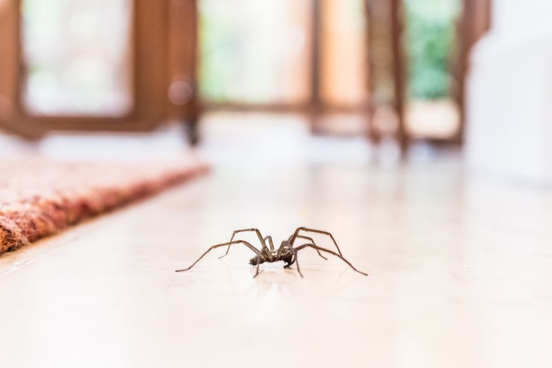 Spider Extermination Service in Mckinney, TX