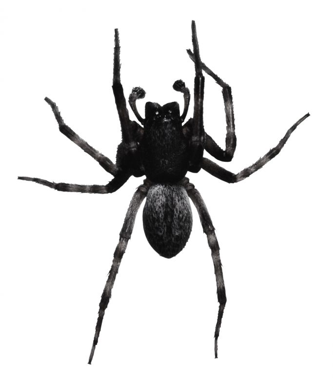 Spider Extermination Service in Mckinney, TX