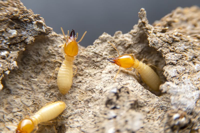 Termite Prevention in Katy, TX