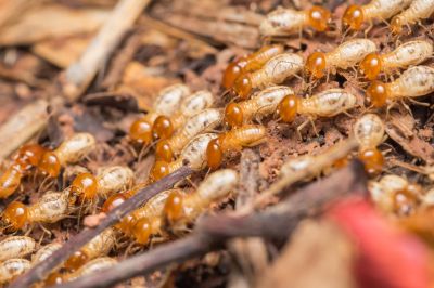 Termite Prevention in Frisco, TX