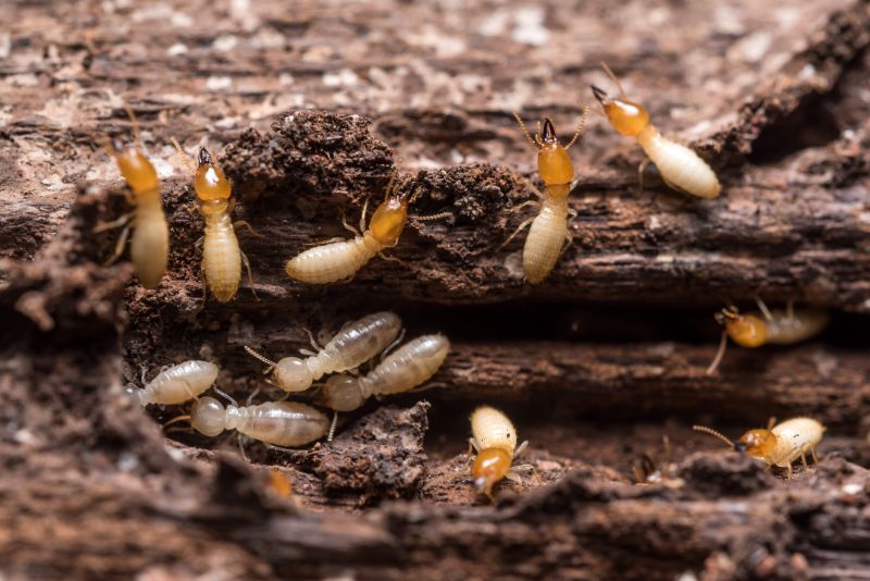 Termite Service in Frisco, TX