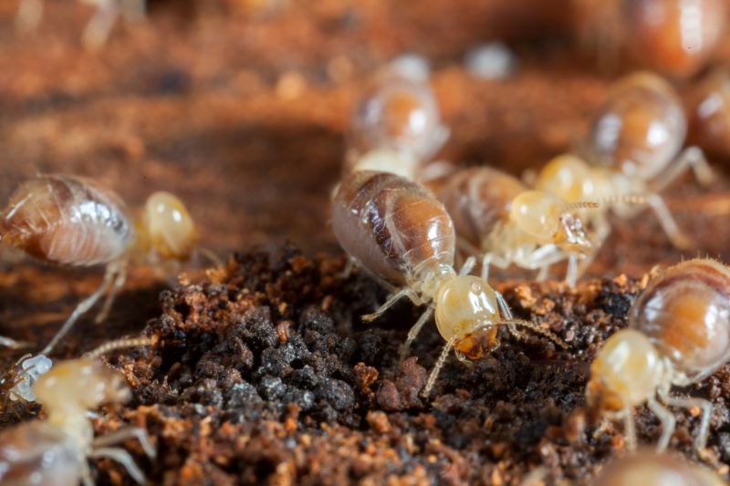 Termite Service in Frisco, TX