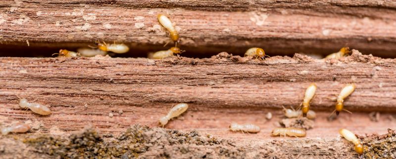 Termite Treatment Service in Katy, TX
