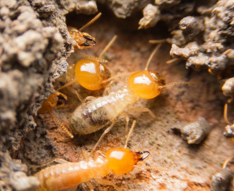 Termite Treatment Service in Katy, TX