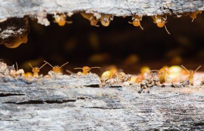 Termite Treatment Service in Frisco, TX