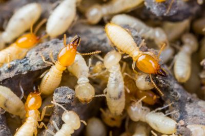 Termite Treatment Service in Frisco, TX
